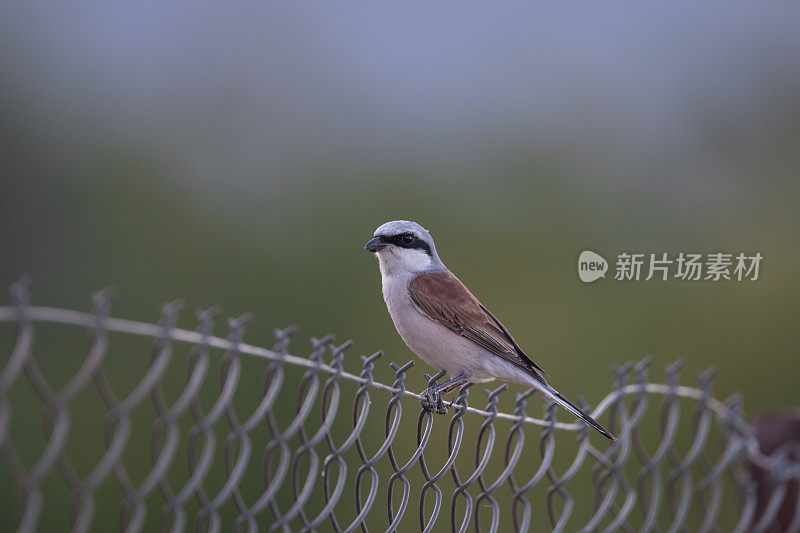 A red backed shrike resting on a fence. Bird migration. Μating season. Springtime in Greece.  Lanius collurio.